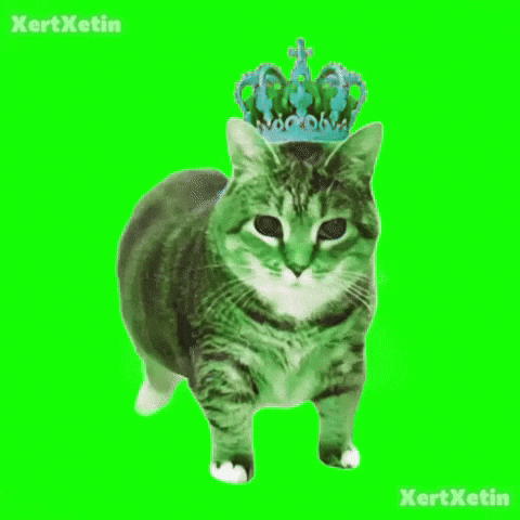 XertXetin giphyupload oiia spinningcat oiiaspinningcat GIF
