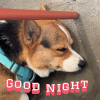 Good Night Corgi GIF