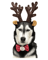 unimpressedhusky unimpressedhusky huskyreindeer Sticker