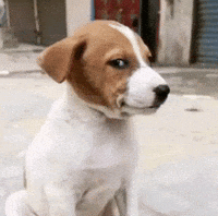 Dog Funny Puppy GIF