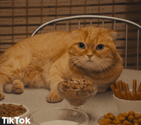 cat ok GIF by TikTok