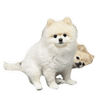 Borikao Sticker