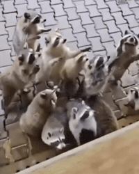 Zoo Wtf GIF by Respective