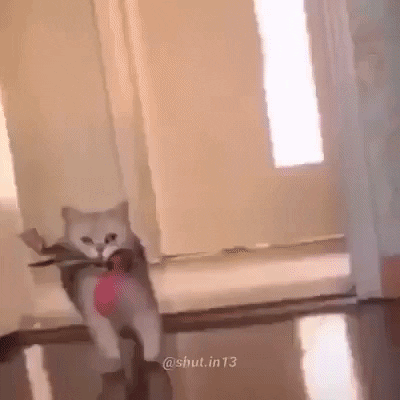 coccoc6699 giphyupload GIF