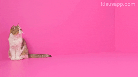 Cat Meow GIF by Klaus