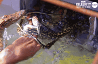 imacelebrityau GIF by I'm A Celebrity... Get Me Out Of Here! Australia