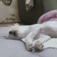 kuki3 puppy zzz kuki 잠 GIF