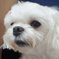 kuki3 puppy kuki 하트 사랑 GIF