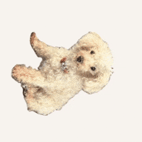 Mcolor dog bonjour poodle chien GIF