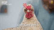 Happy National Geographic GIF by Nat Geo Wild