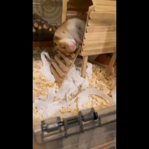 cuteanimalland giphyupload GIF