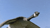 Winged Migration Goose GIF