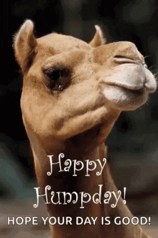 Happy Hump Day GIF by memecandy