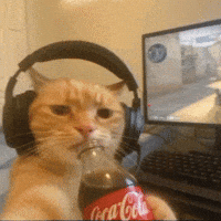 Orange Cat GIF