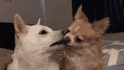 GIF by KeepUpWithJazAndYumi