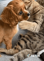 Chat Animaux GIF by TikTok France