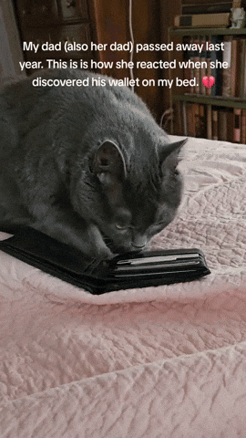 cuteanimalland giphyupload GIF