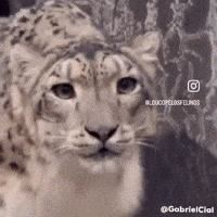 Snow Leopard Cat GIF