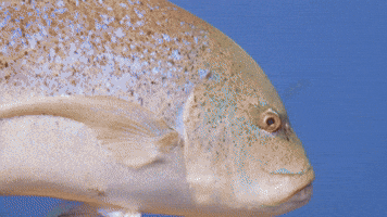 Beautiful Bluefin Trevally!