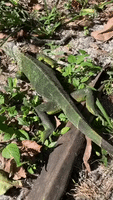 Cold-Stunned Iguanas Litter Florida Yard After Officials Warn of Falling Reptiles