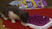 Cat Cafe GIF by Wired Productions