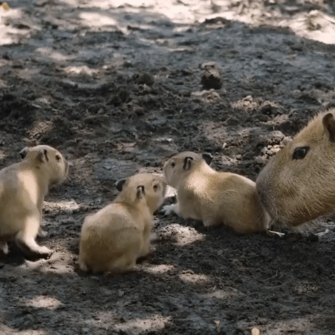 Four Capybara Cubs Born at San Diego Zoo