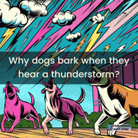 Dog Barking GIF by ExplainingWhy.com