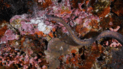 WeAreWater ocean swimming underwater wearewater GIF