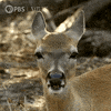 Pbs Nature Animales GIF by Nature on PBS