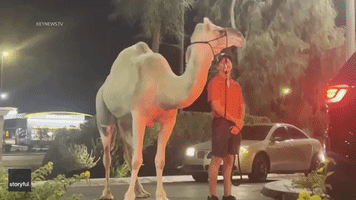  Camel Seen at In-N-Out Burger Drive-Thru