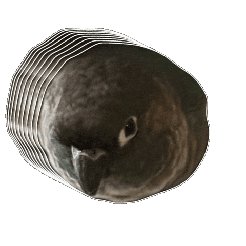 Round Parrot Sticker