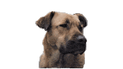 Playing Close Up Sticker by Magnolia Pictures