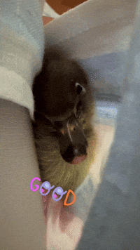 Good Morning Duck GIF