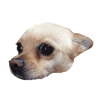 fear chihuahua STICKER by imoji