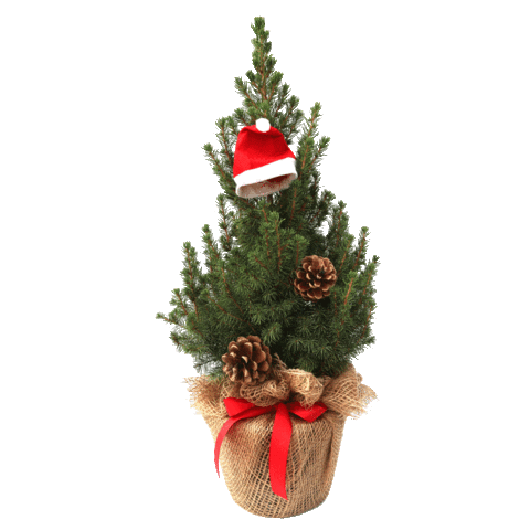 Christmas Tree Sticker by Mein schöner Garten