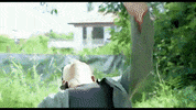 kyaw ye aung GIF