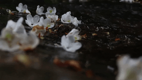 Water Flowers GIF by JC Property Professionals