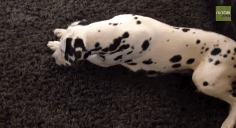 dalmatian GIF