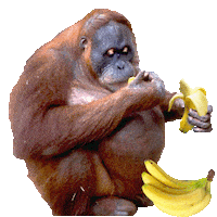 ape STICKER