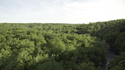 trees camping GIF