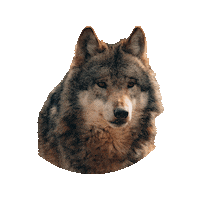 TierparkSababurg wolf zoo tierpark sababurg Sticker