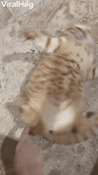 Fish the Cat Swings in Favorite Fighting Stance