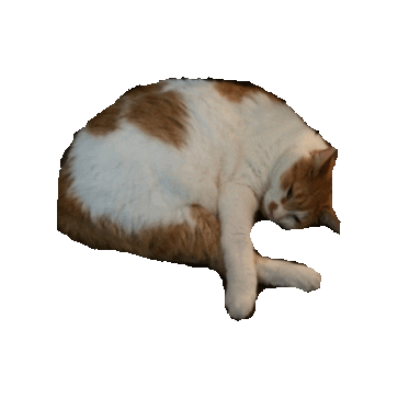 tired cat Sticker