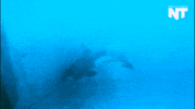 san diego orca GIF by NowThis 