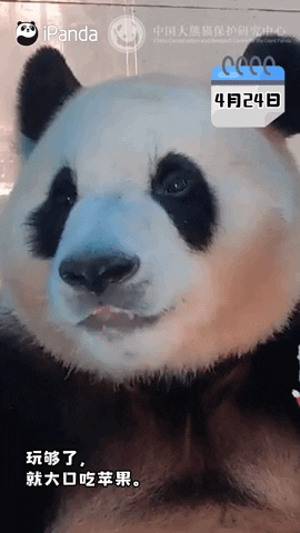 cuteanimalland giphyupload GIF