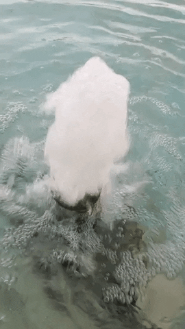 Simongip giphygifmaker GIF