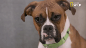 doggie winter wonderland pupparazzi GIF by Nat Geo Wild