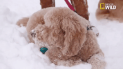 doggie winter wonderland pupparazzi GIF by Nat Geo Wild