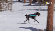 doggie winter wonderland pupparazzi GIF by Nat Geo Wild