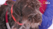 doggie winter wonderland pupparazzi GIF by Nat Geo Wild